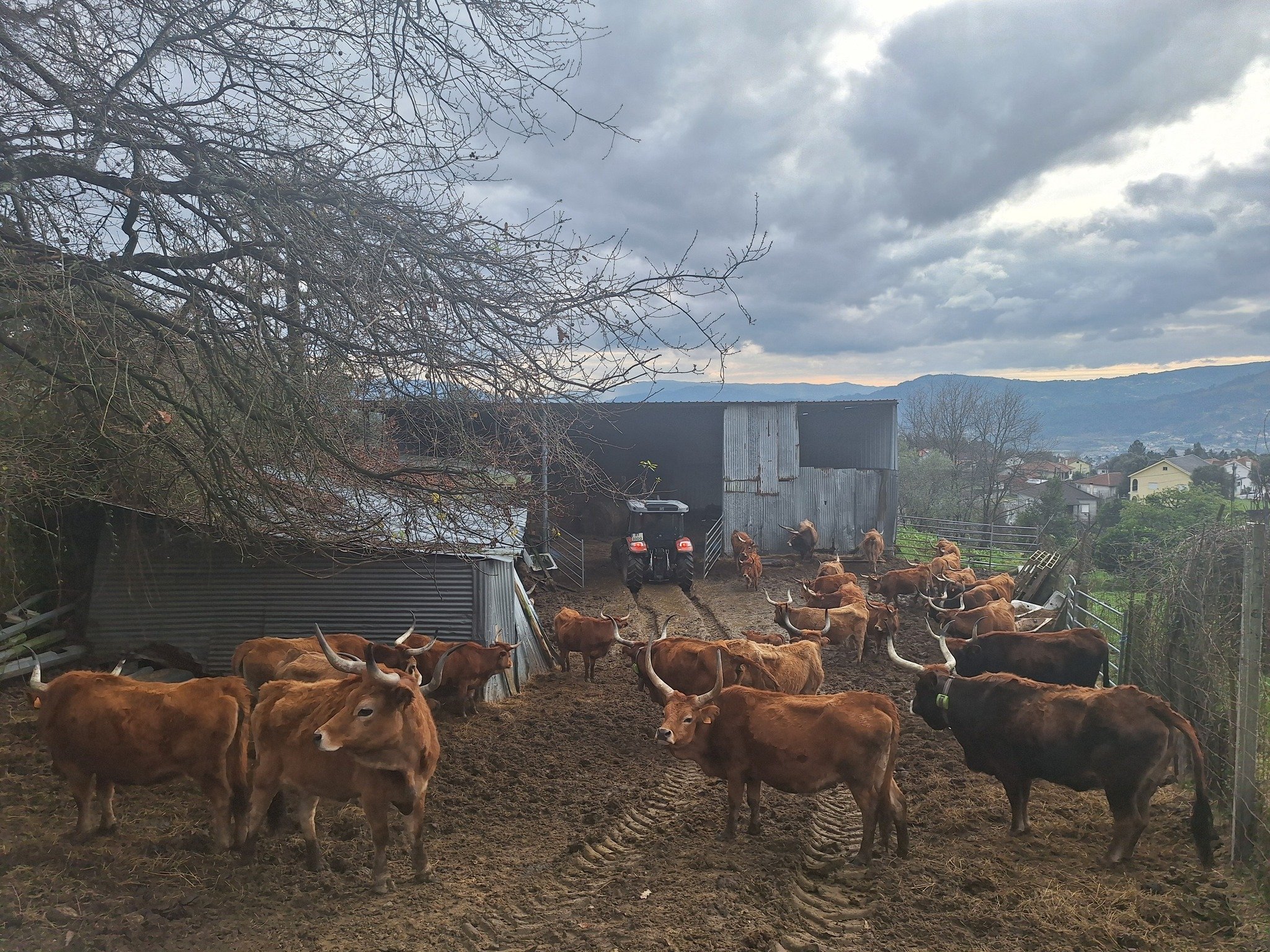 Emoção e Descobertas na Agropecuária de Gondoriz